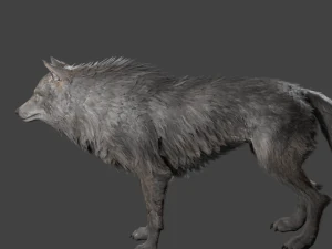 realistic wolf rigged 3D Model