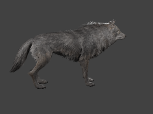 realistic wolf rigged Modelo 3D
