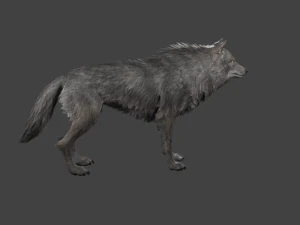 realistic wolf rigged 3D Model