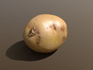moris piper potato 3D Model