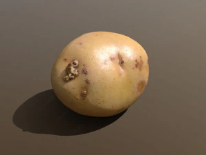 kentang maris piper Model 3D