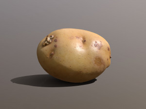 moris piper potato Modelo 3D