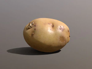 moris piper potato 3D Model