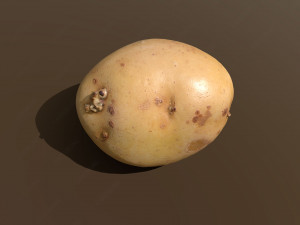 moris piper potato Modelo 3D
