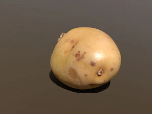 moris piper potato 3D Model