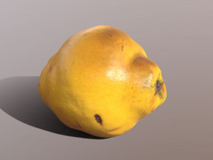 Quince 3D Model