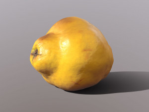 Quince 3D 模型
