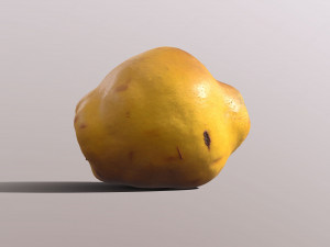 Quince 3D 模型