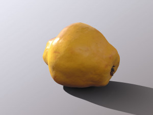 Quince 3D 模型