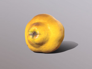 Quince 3D 模型