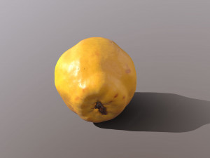 Quince 3D 模型