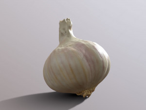 Garlic 3Dモデル