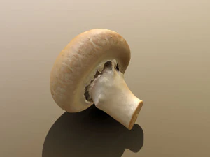 Chestnut Mushroom 3D Model