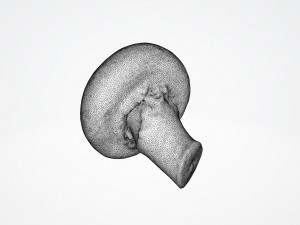 Chestnut Mushroom 3D Model