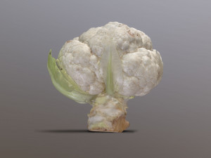 Aguera Cauliflower 3D Модель