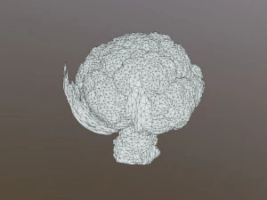 Aguera Cauliflower 3D Model