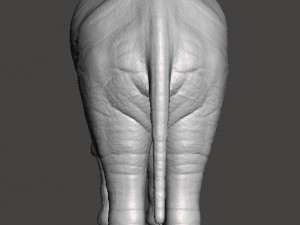 ASIAN INDIAN ELEPHANT FIGURE MODEL ANIMAL CREATURE WILDLIFE Modelo de impresión 3D