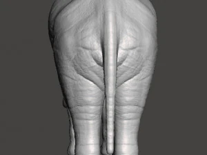 ASIAN INDIAN ELEPHANT FIGURE MODEL ANIMAL CREATURE WILDLIFE 3D Print Model