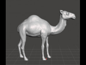 DROMEDARY CAMEL FIGURE MODEL ANIMAL CREATURE WILDLIFE RPG DND 3D Print Model