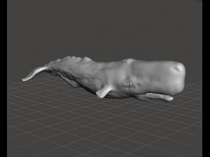 SPERM WHALE CACHALOT FIGURE MODEL ANIMAL CREATURE WILDLIFE REALISTIC 3D प्रिंट मॉडल