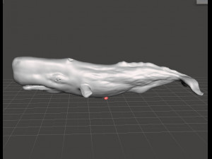 SPERM WHALE CACHALOT FIGURE MODEL ANIMAL CREATURE WILDLIFE REALISTIC 3D प्रिंट मॉडल