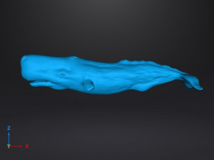 SPERM WHALE CACHALOT FIGURE MODEL ANIMAL CREATURE WILDLIFE REALISTIC 3D प्रिंट मॉडल