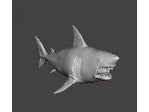 WHITE SHARK REALISTIC FIGURE MODEL ANIMAL CREATURE WILDLIFE DND AND RPG 3D Print Model
