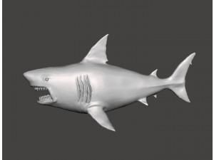 WHITE SHARK REALISTIC FIGURE MODEL ANIMAL CREATURE WILDLIFE DND AND RPG 3Dプリントモデル