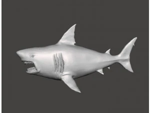 WHITE SHARK REALISTIC FIGURE MODEL ANIMAL CREATURE WILDLIFE DND AND RPG 3D Print Model