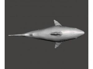 WHITE SHARK REALISTIC FIGURE MODEL ANIMAL CREATURE WILDLIFE DND AND RPG 3D Print Model
