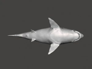 WHITE SHARK REALISTIC FIGURE MODEL ANIMAL CREATURE WILDLIFE DND AND RPG 3D Print Model