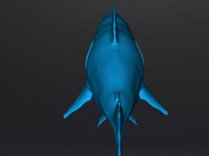 WHITE SHARK REALISTIC FIGURE MODEL ANIMAL CREATURE WILDLIFE DND AND RPG 3Dプリントモデル