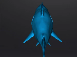 WHITE SHARK REALISTIC FIGURE MODEL ANIMAL CREATURE WILDLIFE DND AND RPG 3D Print Model