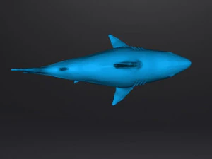 WHITE SHARK REALISTIC FIGURE MODEL ANIMAL CREATURE WILDLIFE DND AND RPG 3D Print Model