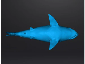 WHITE SHARK REALISTIC FIGURE MODEL ANIMAL CREATURE WILDLIFE DND AND RPG 3D Print Model