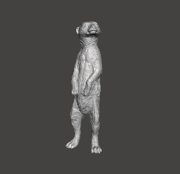 MEERKAT CUTE REALISTIC FIGURE MODEL ANIMAL CREATURE WILDLIFE 3D Print Model .c4d .max .obj .3ds .fbx .stl .blend 