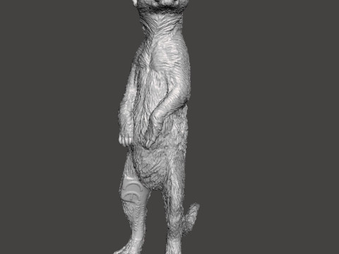 MEERKAT CUTE REALISTIC FIGURE MODEL ANIMAL CREATURE WILDLIFE 3D Print Model