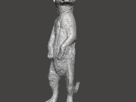MEERKAT CUTE REALISTIC FIGURE MODEL ANIMAL CREATURE WILDLIFE 3D Print Model