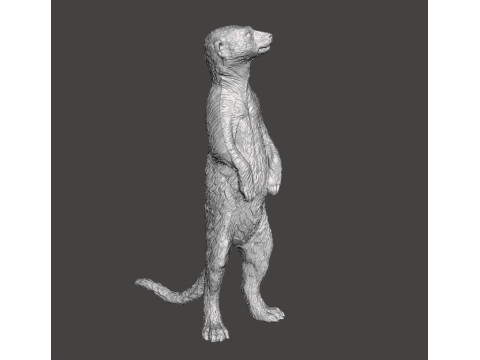 MEERKAT CUTE REALISTIC FIGURE MODEL ANIMAL CREATURE WILDLIFE 3D Print Model