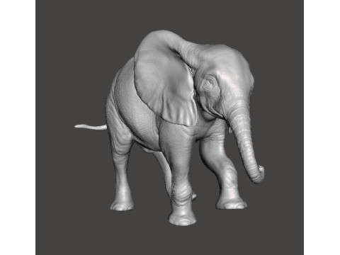 ELEPHANT CALF REALISTIC FIGURE MODEL ANIMAL CREATURE WILDLIFE 3Dプリントモデル