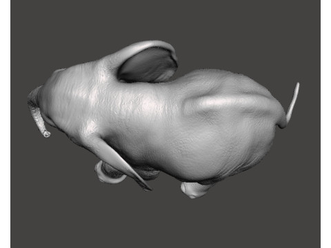 ELEPHANT CALF REALISTIC FIGURE MODEL ANIMAL CREATURE WILDLIFE 3D Print Model