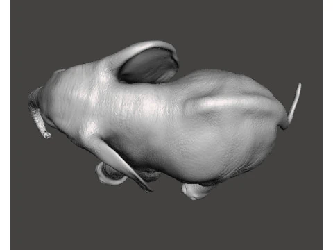 ELEPHANT CALF REALISTIC FIGURE MODEL ANIMAL CREATURE WILDLIFE 3D Print Model
