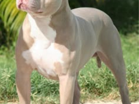 CARTOON PITBULL STATUE MODEL ANIMAL CREATURE WILDLIFE DOG PET 3D प्रिंट मॉडल