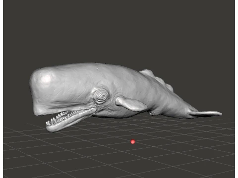 SPERM WHALE REALISTIC CACHALOT FIGURE MODEL ANIMAL CREATURE WILDLIFE 3D Print Model