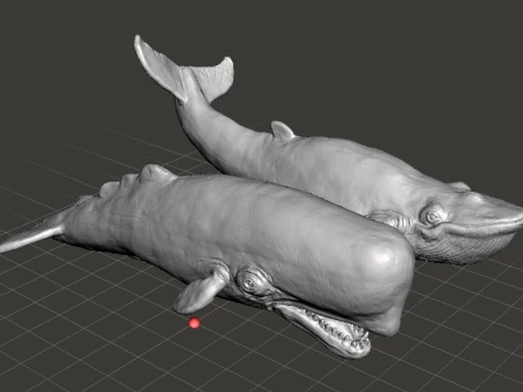 SPERM WHALE REALISTIC CACHALOT FIGURE MODEL ANIMAL CREATURE WILDLIFE 3D Print Model