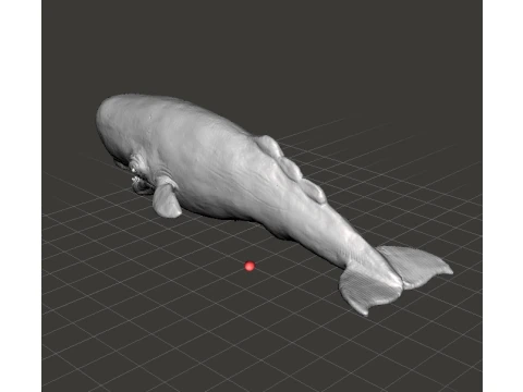 SPERM WHALE REALISTIC CACHALOT FIGURE MODEL ANIMAL CREATURE WILDLIFE 3D Print Model