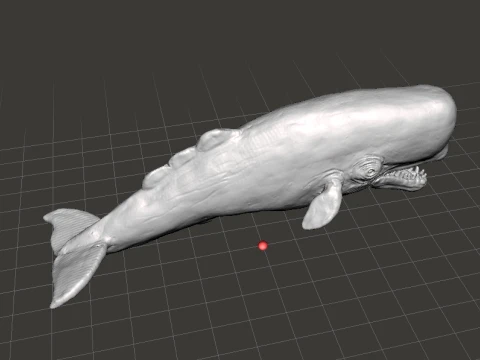 SPERM WHALE REALISTIC CACHALOT FIGURE MODEL ANIMAL CREATURE WILDLIFE 3D Print Model