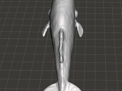 SPERM WHALE REALISTIC CACHALOT FIGURE MODEL ANIMAL CREATURE WILDLIFE 3D Print Model