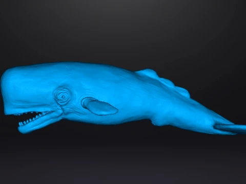 SPERM WHALE REALISTIC CACHALOT FIGURE MODEL ANIMAL CREATURE WILDLIFE 3D Print Model
