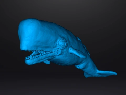 SPERM WHALE REALISTIC CACHALOT FIGURE MODEL ANIMAL CREATURE WILDLIFE 3D Print Model